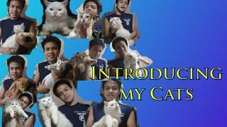 Gilbert John's Vlog #2 - Introducing My Cats