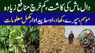 Mash Cultivation  in Pakistan | Mash Ki Kasht | Pulses Cultivation in Pakistan | Green Gram ||