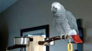 Larry the parrot dials an imaginary phone number, rambles a little, then starts laughing.