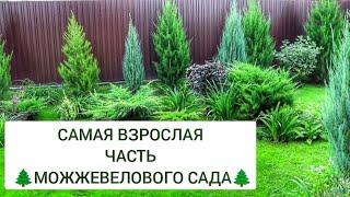 САМАЯ ВЗРОСЛАЯ ЧАСТЬ МОЖЖЕВЕЛОВОГО САДА15.09.2024г. БЕЛАРУСЬ, ГОМЕЛЬСКАЯ ОБЛАСТЬ