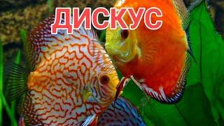 ДИСКУС. СОДЕРЖАНИЕ, УХОД, СОВМЕСТИМОСТЬ, КОРМЛЕНИЕ И РАЗМНОЖЕНИЕ