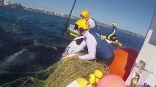 Mother Humpback Stays by Calf While Rescuers Free it From Shark Net