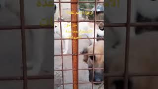 اسرارالحيوان - زيارة لمزرعة الحيوان وتقديم الدعم لهم #sorts