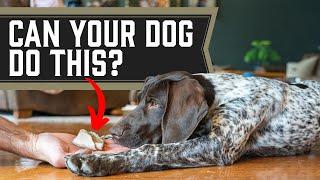 This 1 Thing Could End All Bad Behaviors For Your Dog