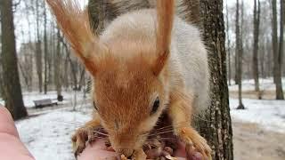 Покормил Длинноухого / Fed the Long - Eared