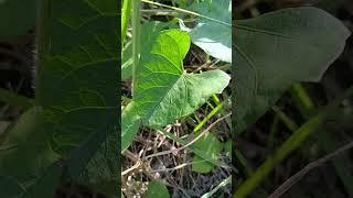 Trepadeira-de-Sebe/(Calystegia sepium) (L.) R.Br.