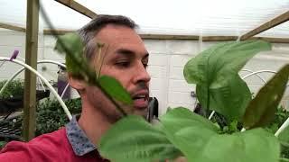 HUGE Echinodorus Impaii Aquarium Plant - easy grow