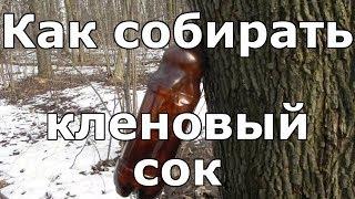 КЛЕНОВЫЙ СОК — как собирать правильно