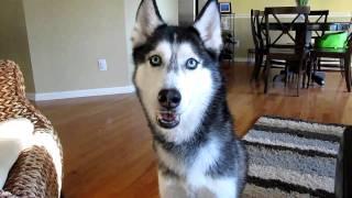 Mishka the Talking Husky wants Chinese Food! - Dog Talking