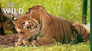 A Tiger's Tale | Jungle Animal Rescue