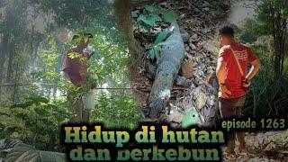 bau busuk menyengat dari hutan pemakaman rompok tua tertinggal warta petani muda hidup di hutan