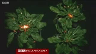 Ученые "услышали" разговоры растений