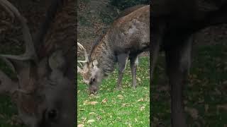 [PointFOOTAGE] Animals - deer elk eatting autumn twicce Switzerland - Vertical MS - 10556522