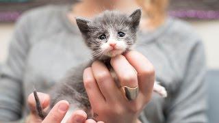 Rescuing an Emaciated Kitten, Small Fry, and her family