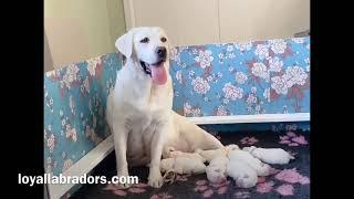Loyal Labradors Yuki x Goldberrys Willie litter