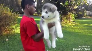 Alaskan Malamute Baby " Dreamcastle Arka Mini Cooper"