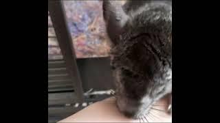 This cute rescue chinchilla wants to be your friend!  #animalsanctuary #rescue #rescuepets