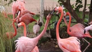 Safari West animal tour and lodge in Northern California