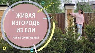 Формованная живая изгородь из ели | Как сформировать?