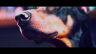 [Alexandros] - Dog 3 (MV)