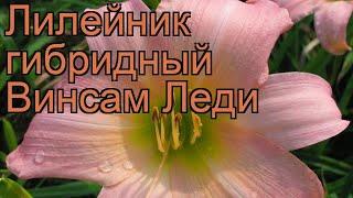 Лилейник гибридный Винсам Леди (hemerocallis)  обзор: как сажать, рассада лилейника Винсам Леди