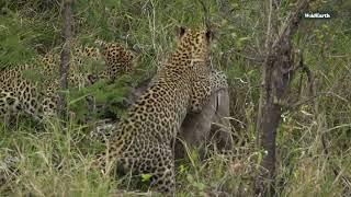 Leopard lessons: A young male’s first hunt