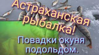 Повадки окуня в Астраханской области. Зима 2022. Как его наловить от души.