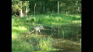 Para żurawi z młodym - żurawie w dziczym babrzysku