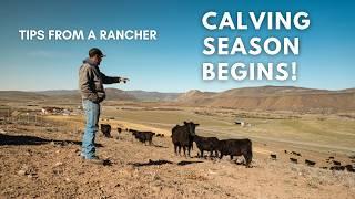 Late Nights and New Life | Inside Ranching's Most Important Season on the Petersen Angus Ranch