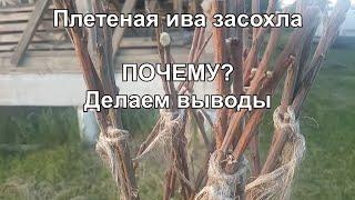 Плетеное дерево из ивы: почему не прижилось? Когда сажать? Как ухаживать?