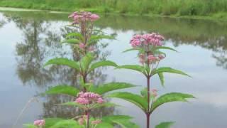 Flower Gardening Tips : How to Grow Joe-Pye Weed (Eupatorium)