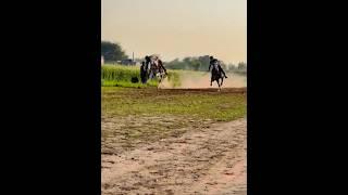 Nazabazi with Mubashar Tiwana#beautifulhorses #horse #pakistan#punjab #youtube#youtubeshorts