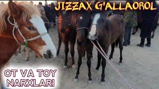 Жиззах Галлаорол жума бозори от ва той нархлари / Jizzax gallaorol juma bozori ot va toylar 16:00