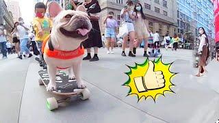 The dog skates in the square and is surrounded by beautiful women~