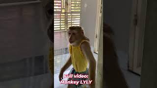 Monkey Lyly looking for mother #shorts #youtubeshorts #cutefunny
