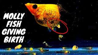 Gold Dust #mollyfish #Giving Birth to 68 Babies and How to Rise Molly Fry