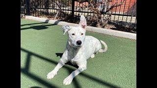 Meet adoptable dog Dottie! (ID 70530)