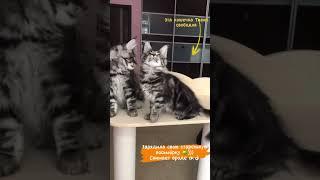 Весёлые #котята #мейнкун из #Coonvill ) кошечка Тиана- любопытный позитивчик