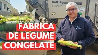 Fabrica unde se congelează legumele românești cumpărate direct de la fermieri