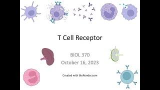 Immunology Fall 2023: Lecture 17 T Cell Receptor