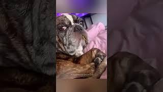 Cats being cats compilation 7 #cats #funny #funnycats #shorts