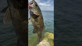 Summer bass! #bassfishing #fishinglife #summer #bass #largemouthbass