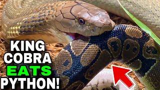 NEW King Cobra EATS + NEW SNAKE!