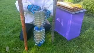 Bottle-to-Bottle Honey Production - Contactless Beekeeping - Max Egorov