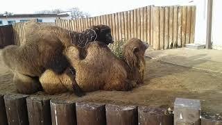 ШОК! ВЕРБЛЮДЫ ЛЮБЯТ ДРУГ ДРУГА В ЗООПАРКЕ МИНСКА! SHOCK! CAMELS LOVE EACH OTHER IN MINSK ZOO!