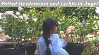 My Garden Diary| Desdemona & Lichfield Angel roses in pots update| Second flush of blooms August2024