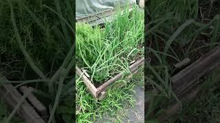 Normalize non-perfect gardens! #garden #messy #weeding #gardening #farmlighthomestead #gardenhacks