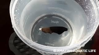 Black Ghost Knife Fish isolated for water change | Amazon Fish | Nocturnal Fish | Knife fish family