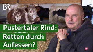 Vom Aussterben bedroht - das Pustertaler Rind | Unser Land | BR Fernsehen