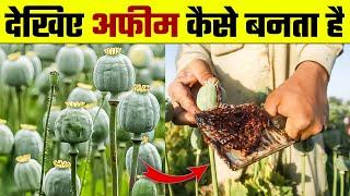 देखिए अफीम कैसे बनती है | Afeem Kaise Banti Hai | Afim ki Kheti | Opium Farming